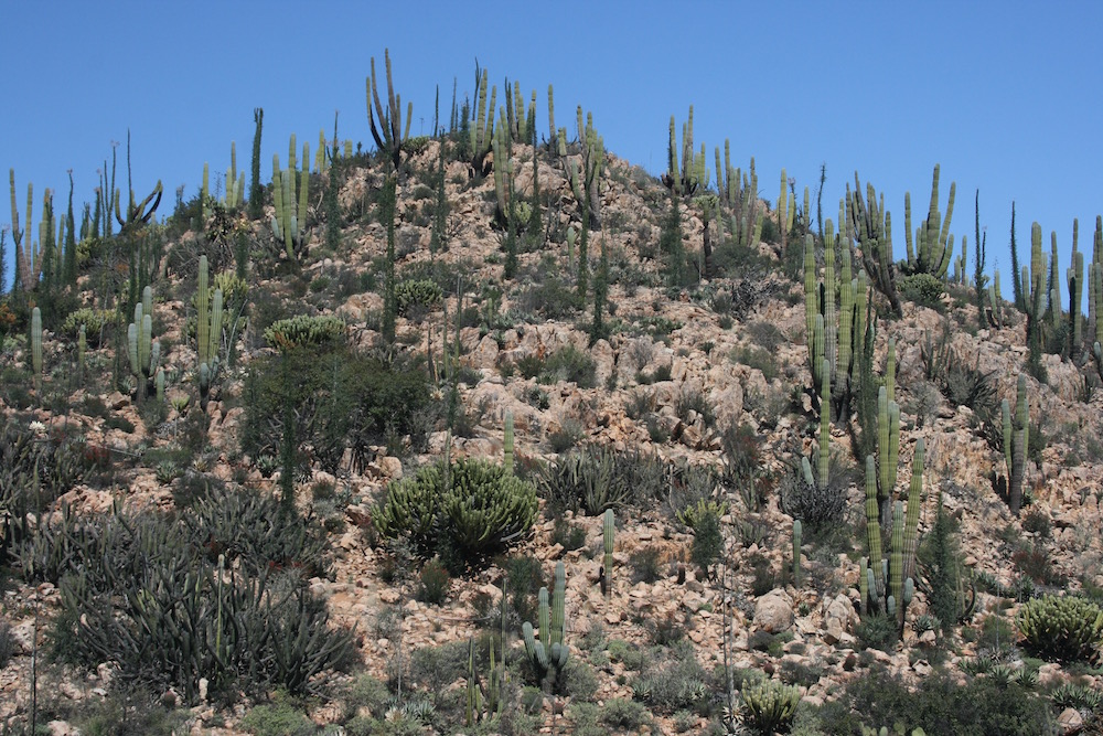 Valle de los Cirios