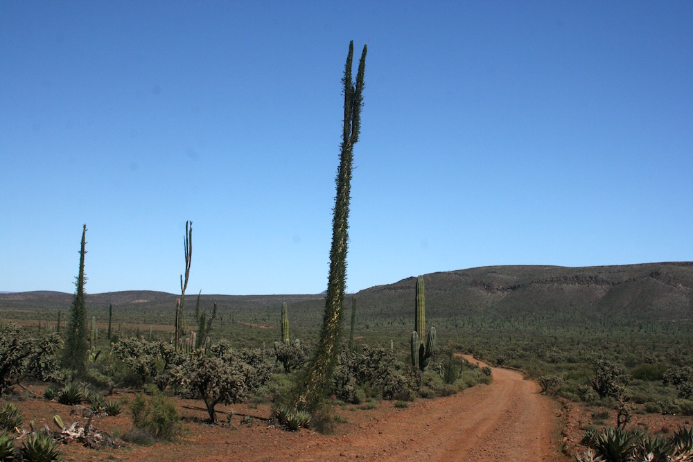 Valle de los Cirios