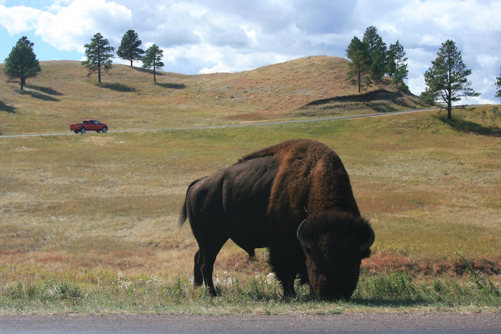 Custer State Park