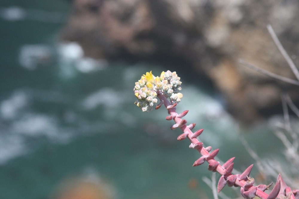 Greene's dudleya