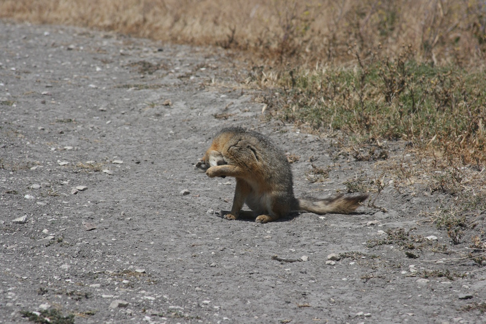 Island fox