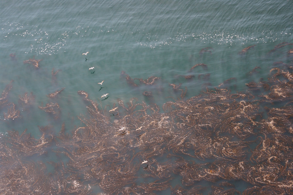 Kelp forest