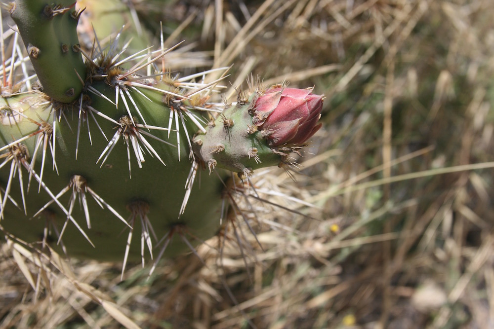 Coastal prickly pear