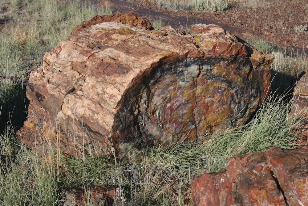 Petrified Forest National Park