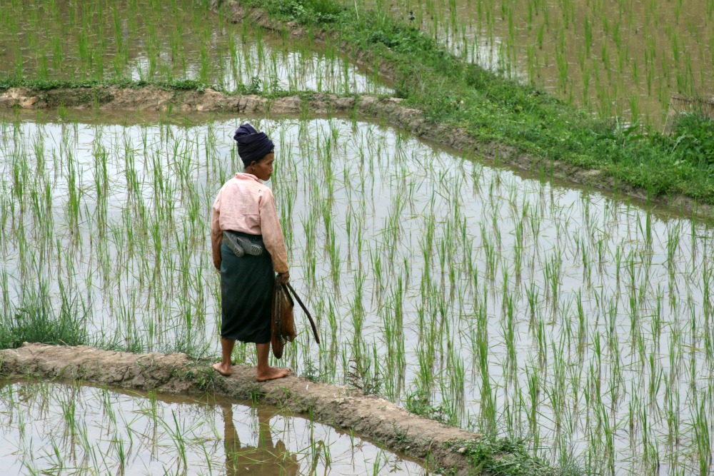 Between Na Moung and Na Pha