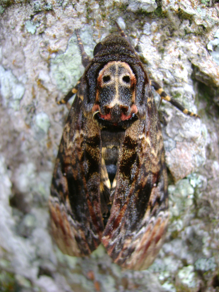 Death head moth