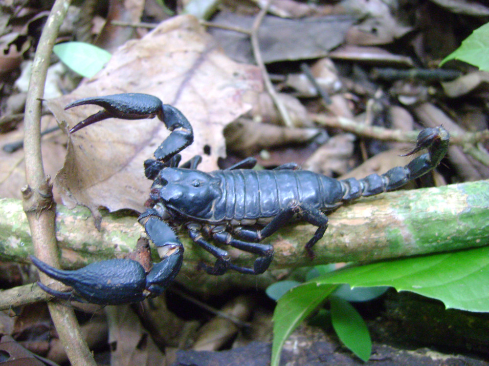 Giant forest scorpion