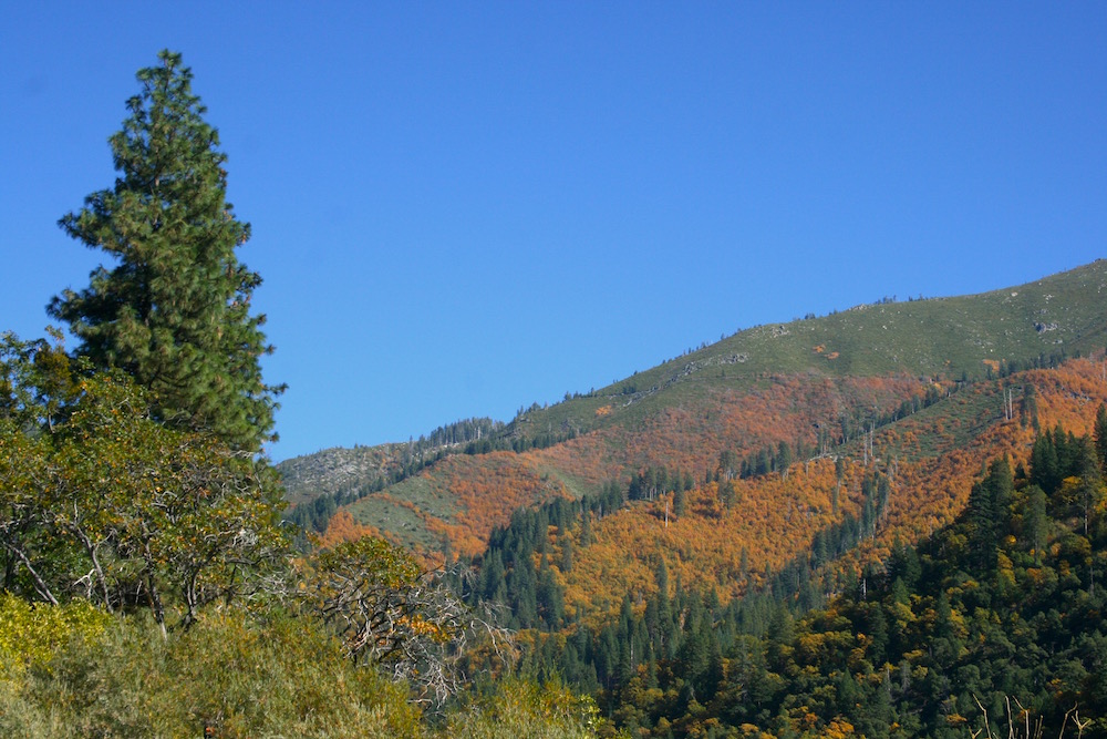 Plumas National Forest