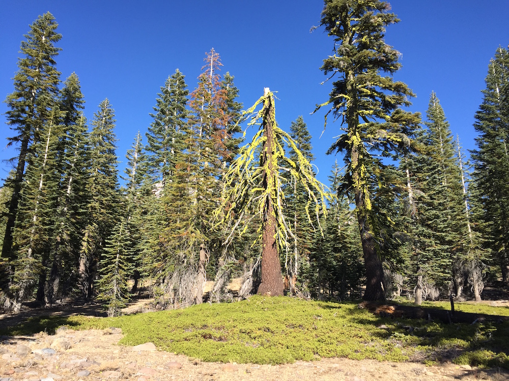 Horse Camp Trail, Mt. Shasta