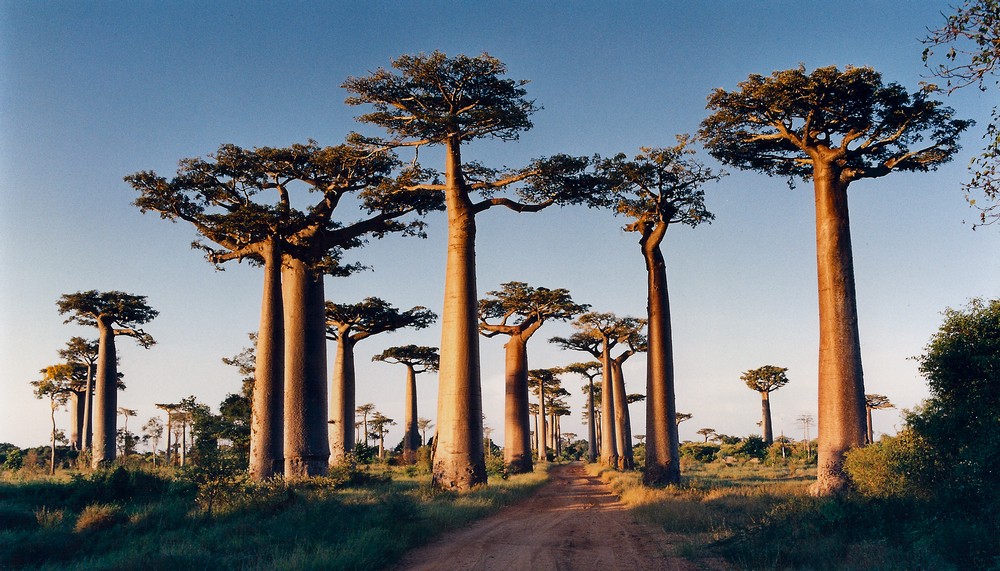 Baobab Alley, Morondava