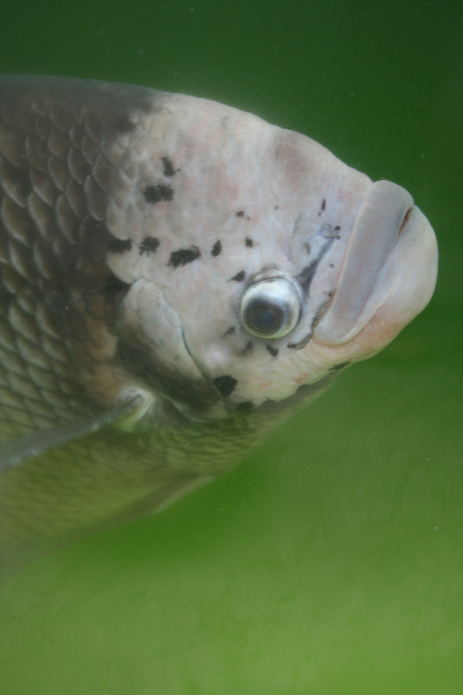 Elephant ear fish