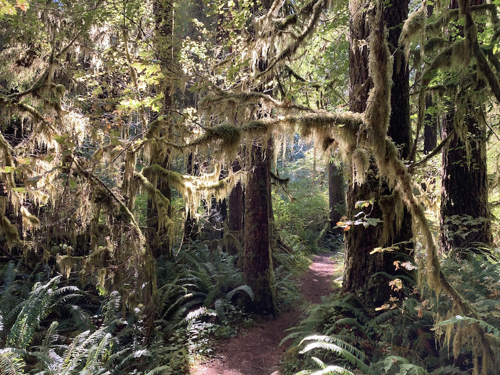 Drift Creek Falls Trail, North Loop