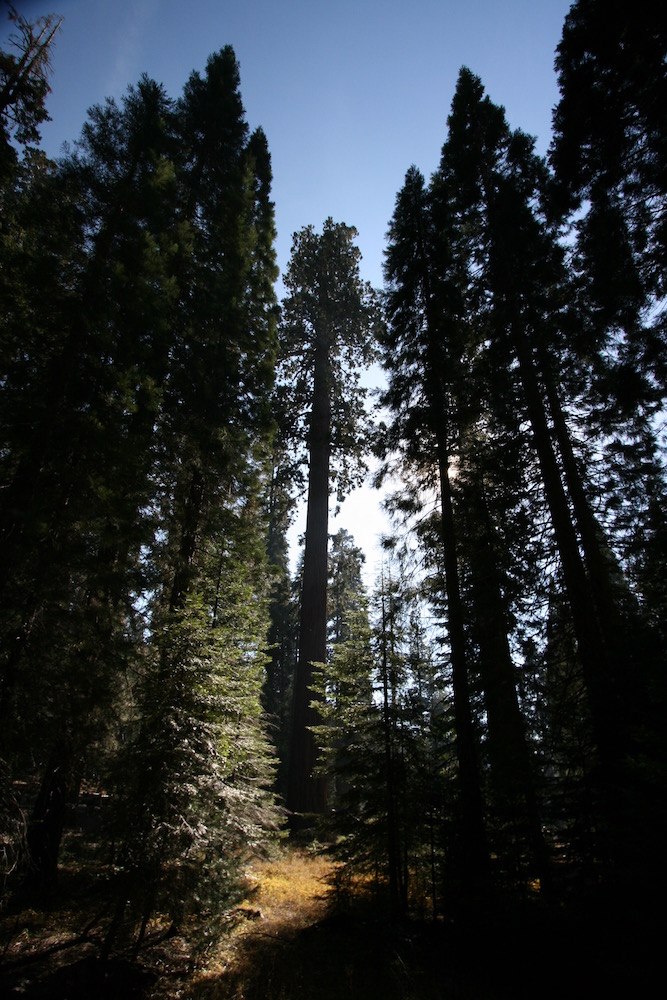 Sequoia National Park