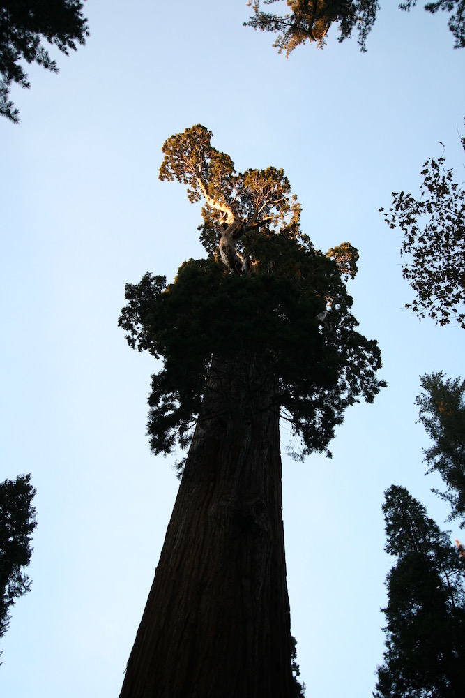 Sequoia National Forest