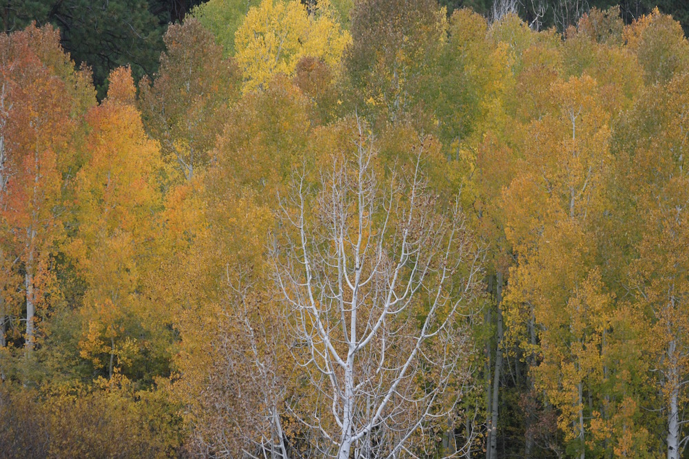 Dixie National Forest