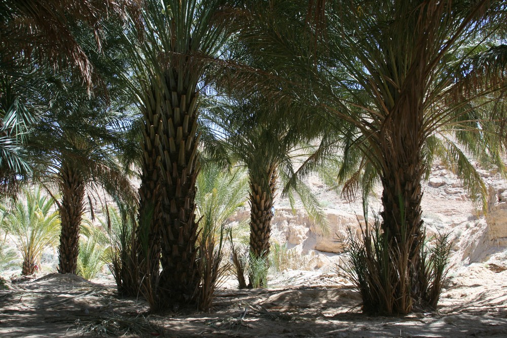 Oasis, between Tamerza and Mides