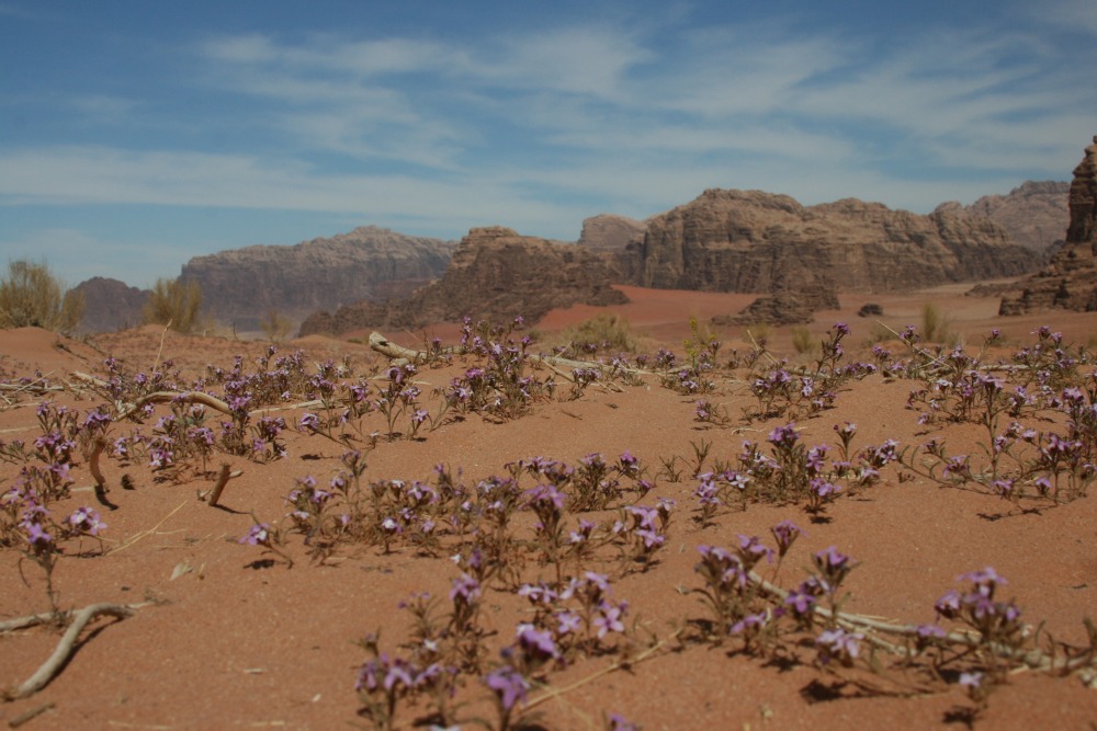 Wildflowers (photo by Difalah)